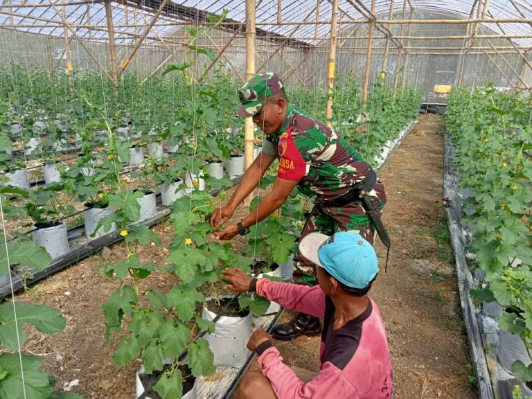 Babinsa Turi Dampingi Budidaya Melon