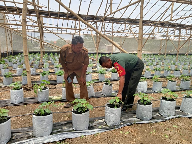 Babinsa Turi Dampingi Petani Buah