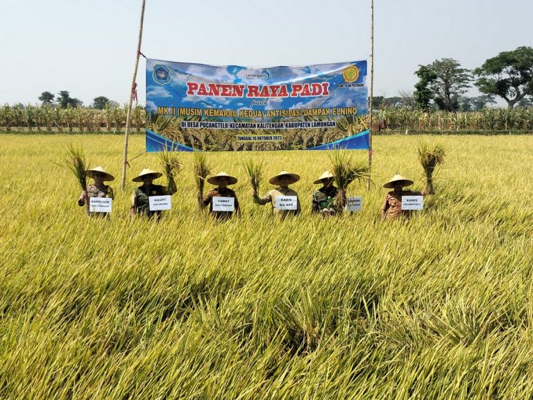 Desa Pucang Masuki Panen Raya Padi