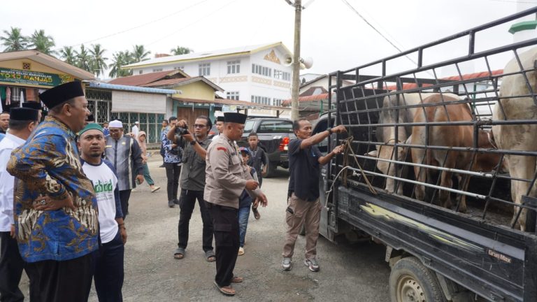 Tiga Ekor Sapi Diserahkan Plt Bupati Langkat untuk Haul ke-100 Tuan Guru Babussalam 