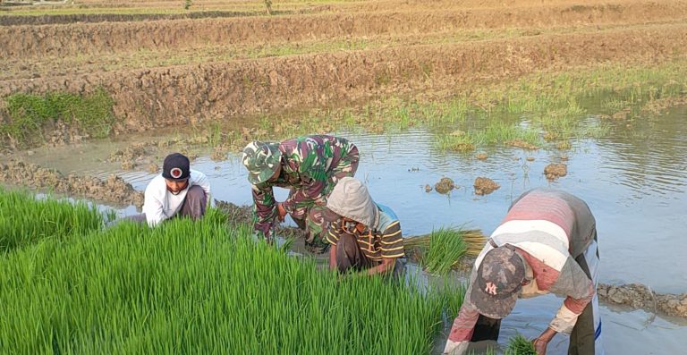 Babinsa Koramil Ngimbang Diterjunkan, Dukung Hanpangan