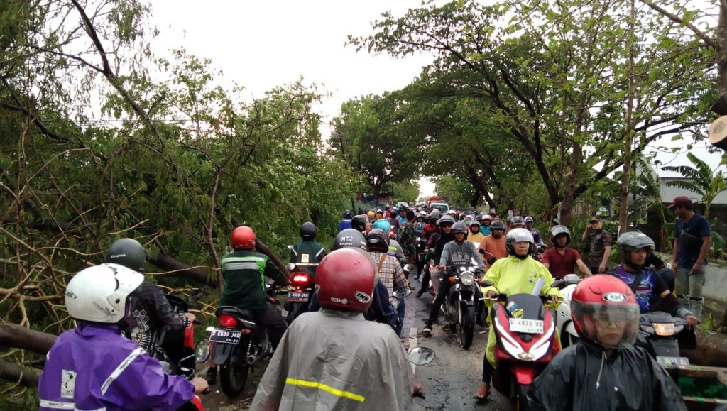 Babinsa Pucuk Evakuasi Pohon Tumbang  