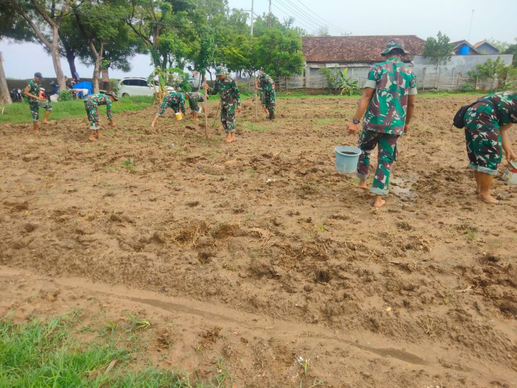 Dongkrak Ketahanan Pangan, Kodim Lamongan Tanam Jagung