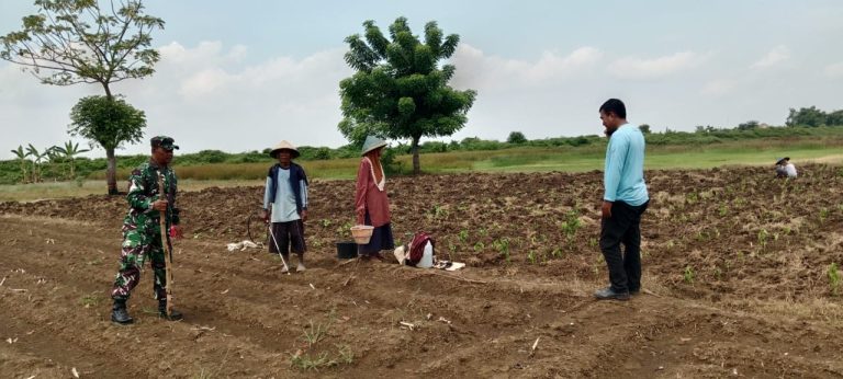 Babinsa di Kodim Lamongan Serentak Dampingi Petani