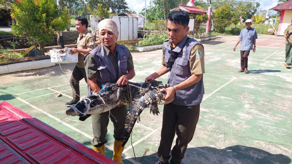 Warga Desa Sungai Rengas Tangkap Buaya Muara liar Seberat 25 Kg