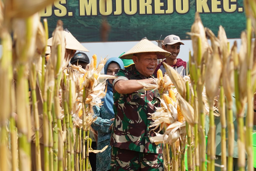 Pangdam Mayjen TNI Rafael Hadiri Panen Raya di Lamongan