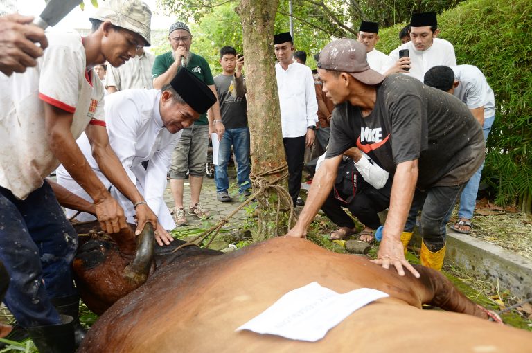 Pemprov Sumut Kurban 158 Lembu dan 3 Kambing,