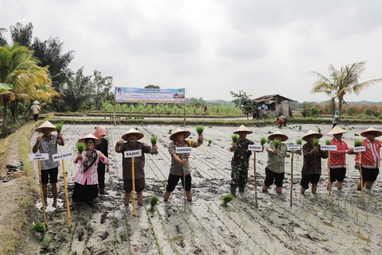 Walkot Susanti Ikuti Tanam Padi Kelompok Tani Satahi