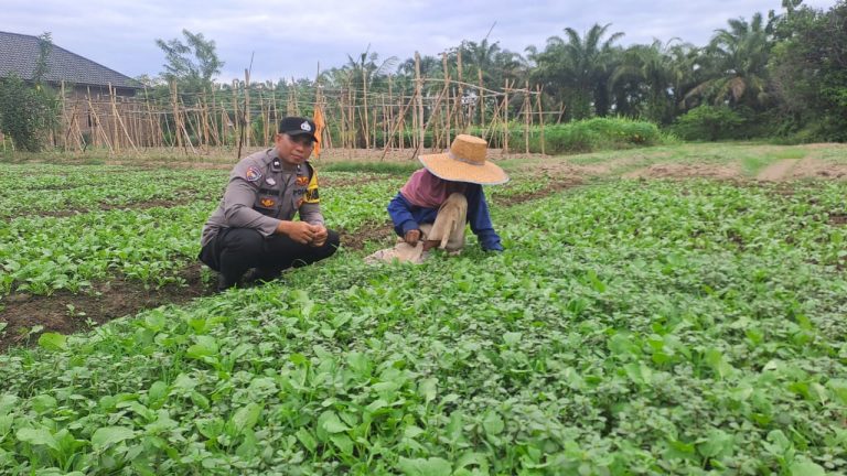 Bhabinkamtibmas Polsek Stabat Dorong Ketahanan Pangan di Desa Karang Rejo