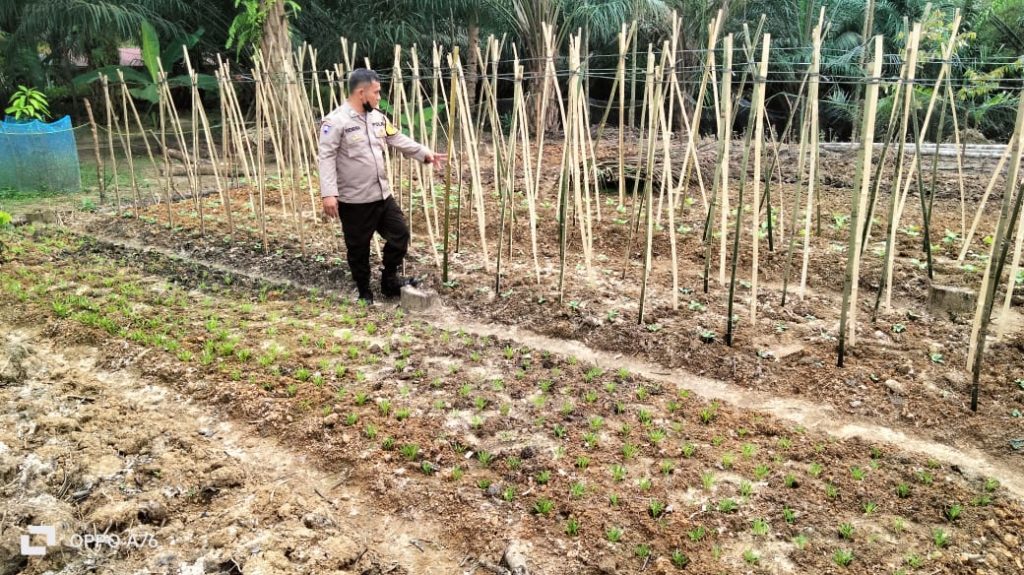 Bhabinkamtibmas Polsek Stabat Dukung Ketahanan Pangan