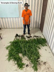 Polres Tanah Karo Berhasil Bongkar Ladang Ganja di Desa Kuta Mbaru