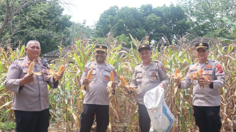 Polres Langkat Laksanakan Panen Raya Jagung