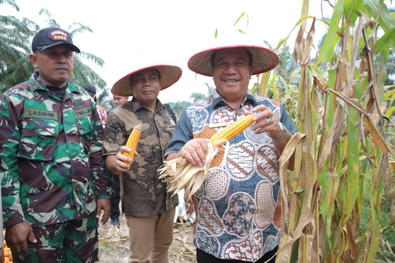 Bupati Asahan Ikuti Panen Raya Jagung Serentak Secara Virtual