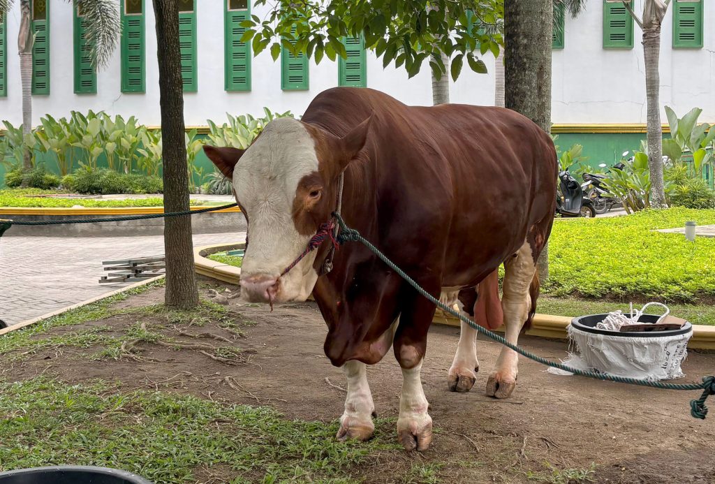 Gubernur Bobby Nasution Saksikan Penyembelihan Kurban Presiden