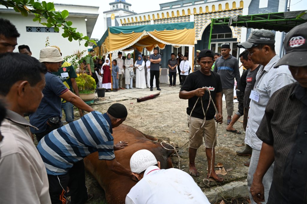 Gubernur Sumut Bobby Nasution Saksikan Penyembelihan Hewan Kurban di Kampung Nelayan